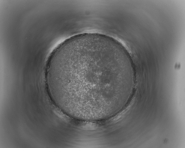 X0000096151263200802011225