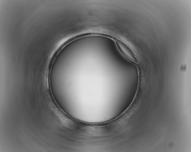 X0000096151272200802011225