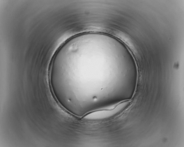 X0000096151283200802011225