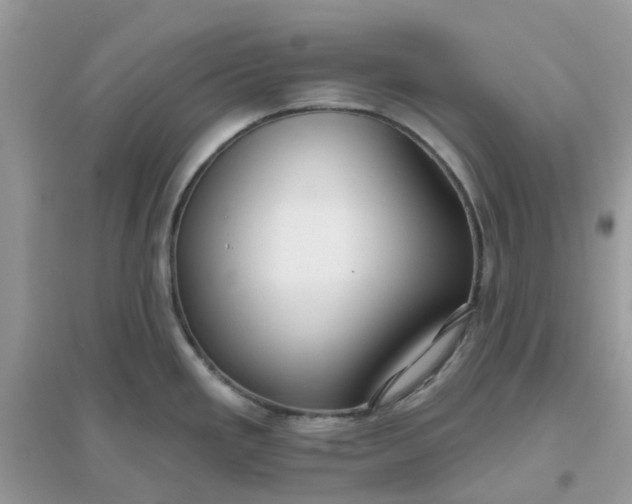 X0000096151293200802011224