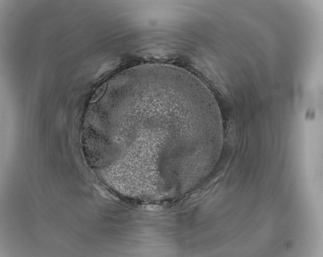 X0000096151297200802011224