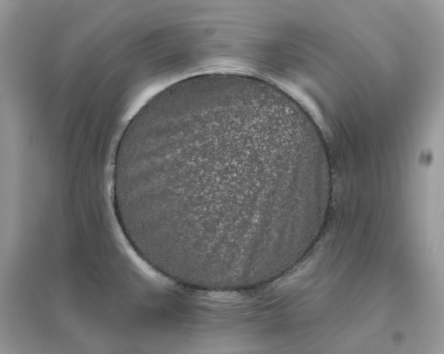 X0000096151383200802011223