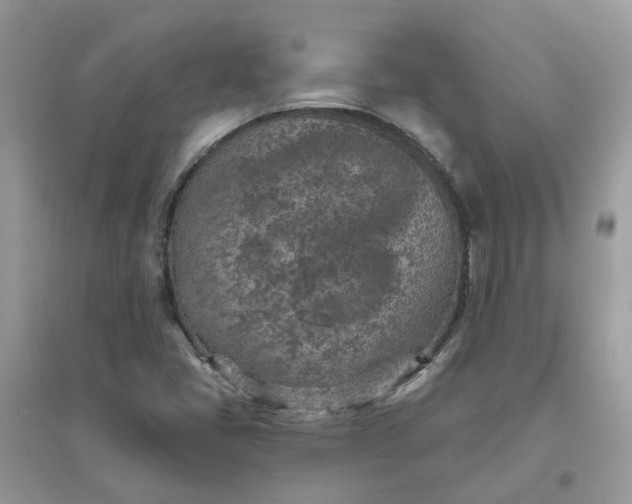 X0000096151405200802011223