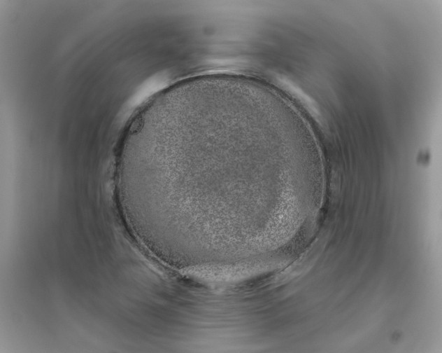 X0000096151411200802011223
