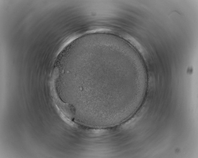 X0000096151425200802011223