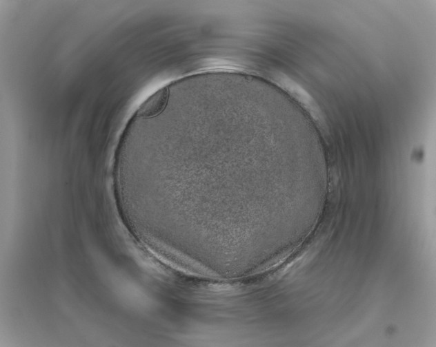 X0000096151427200802011223