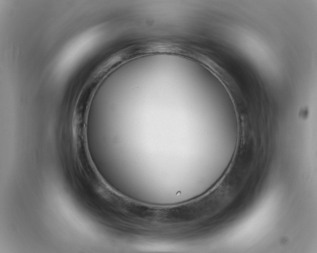 X0000096151438200802011223