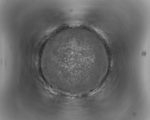 X0000096151445200802011222