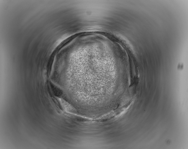 X0000096151457200802011222