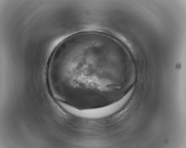 X0000096151463200802011222