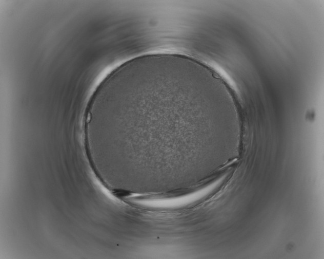 X0000096151468200802011222