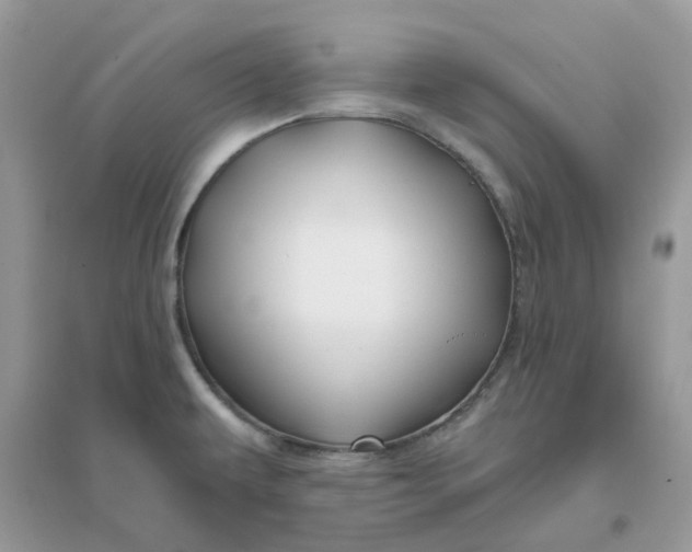 X0000096151479200802011222
