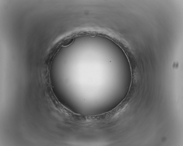 X0000096151494200802011221