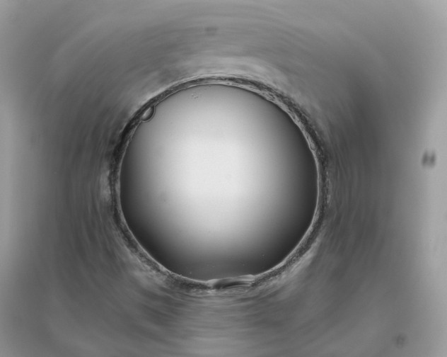 X0000096151497200802011221