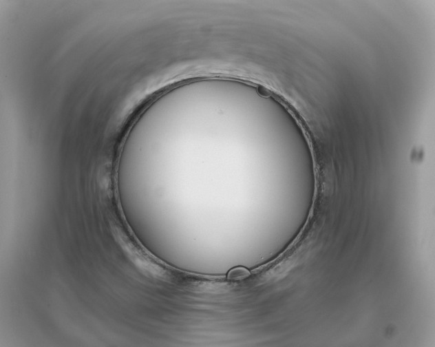 X0000096151499200802011221