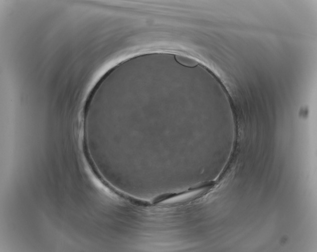X0000096151515200802011221