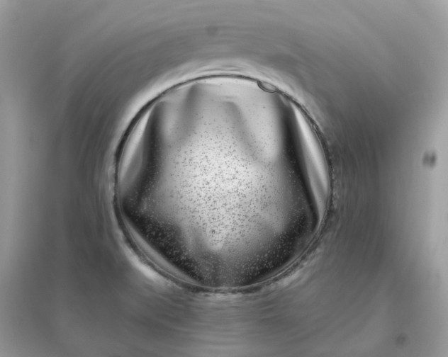 X0000096151519200802011221