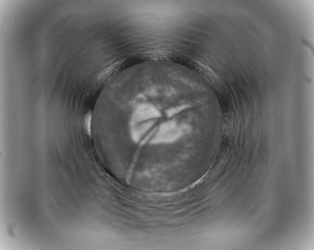 X0000096150047200802081421