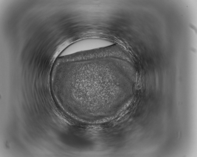 X0000096150099200802081421