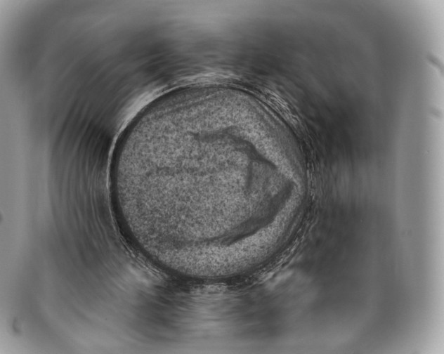 X0000096150196200802081419