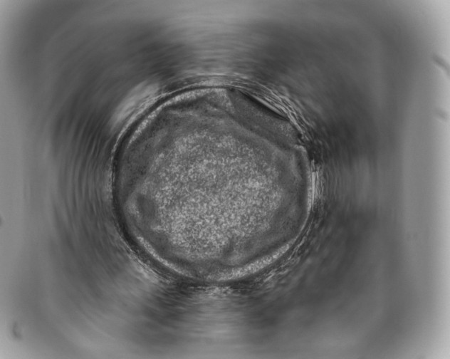 X0000096150243200802081418