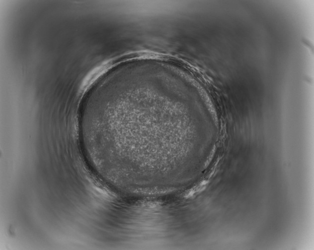 X0000096150247200802081418