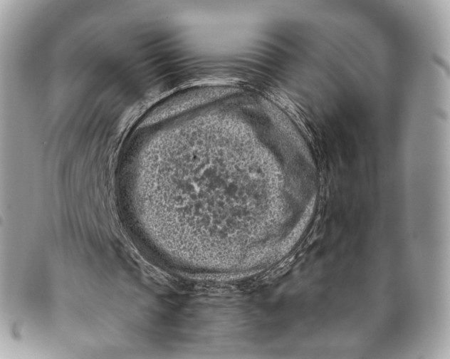 X0000096150337200802081417