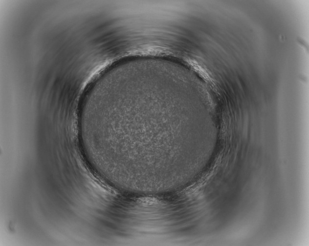 X0000096150392200802081417