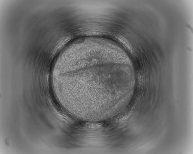 X0000096150491200802081415