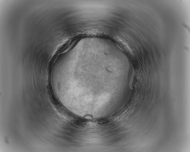 X0000096150496200802081415