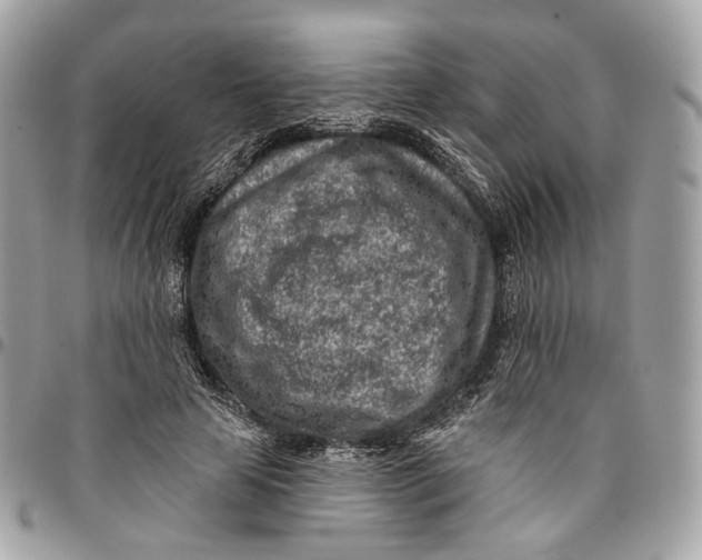 X0000096150641200802081413