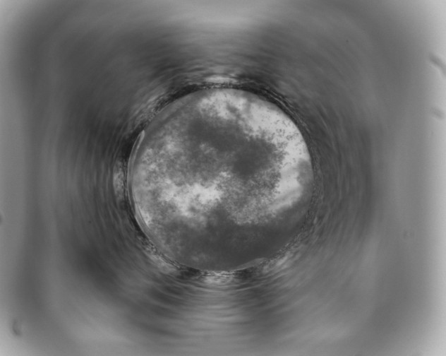 X0000096150720200802081412