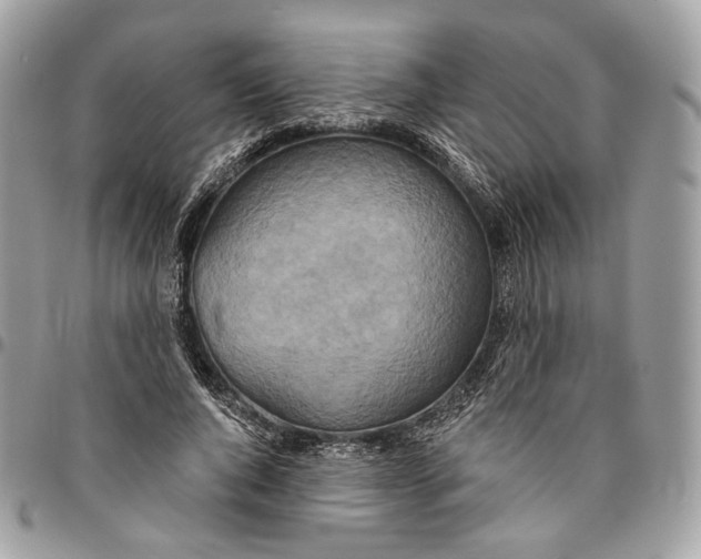 X0000096150736200802081411