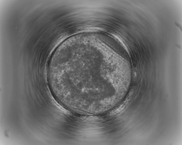 X0000096150851200802081410