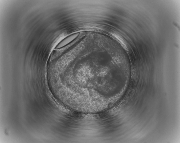 X0000096150899200802081409