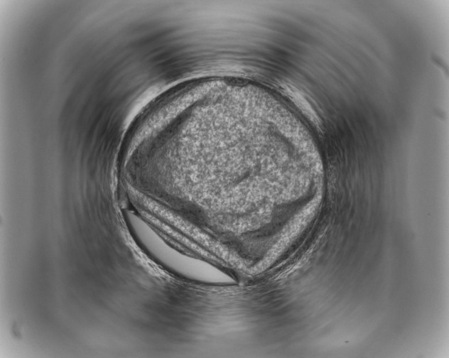 X0000096150944200802081408