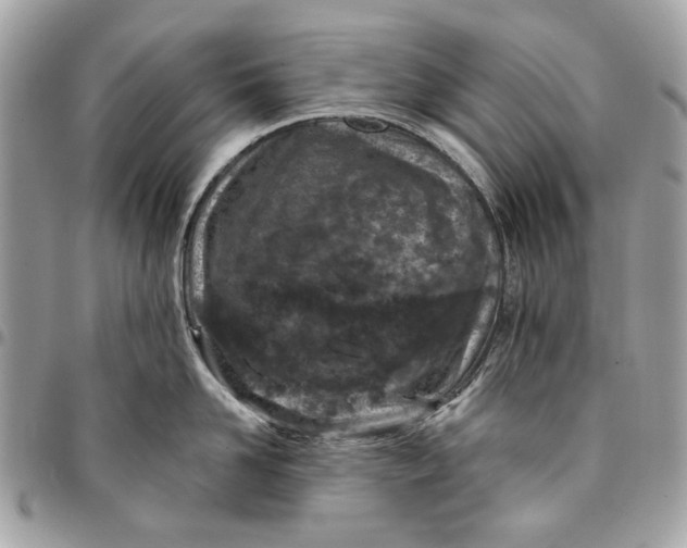 X0000096150958200802081408