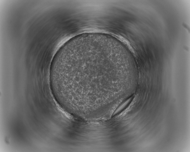 X0000096151231200802081404