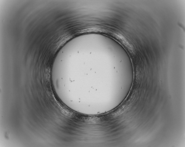 X0000096151233200802081404