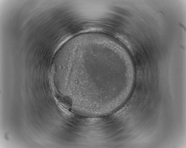 X0000096151425200802081401