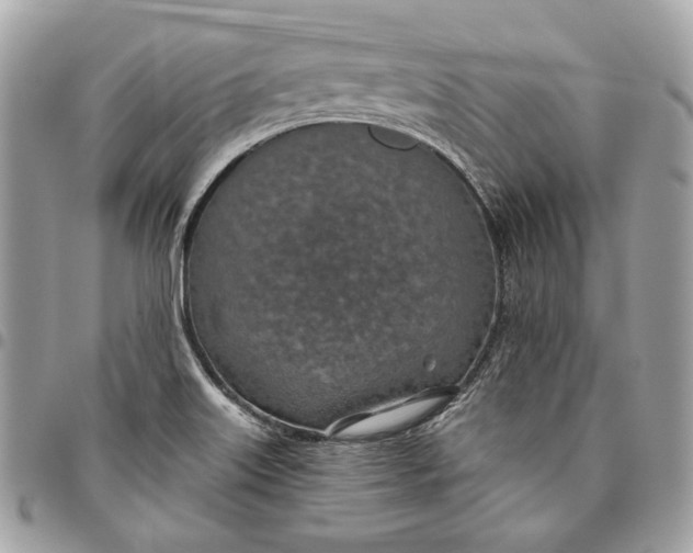 X0000096151515200802081359