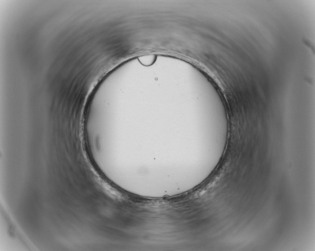 X0000096151525200802081359