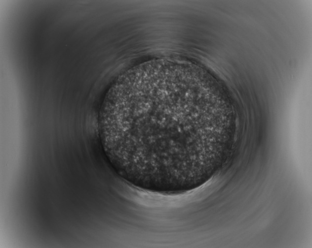 X0000096150048200802151403