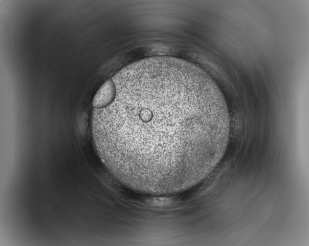 X0000096150361200802151359