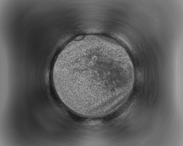 X0000096150491200802151357