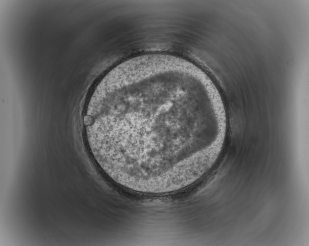 X0000096150721200802151353