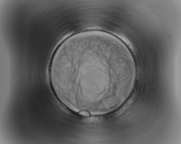 X0000096150806200802151353