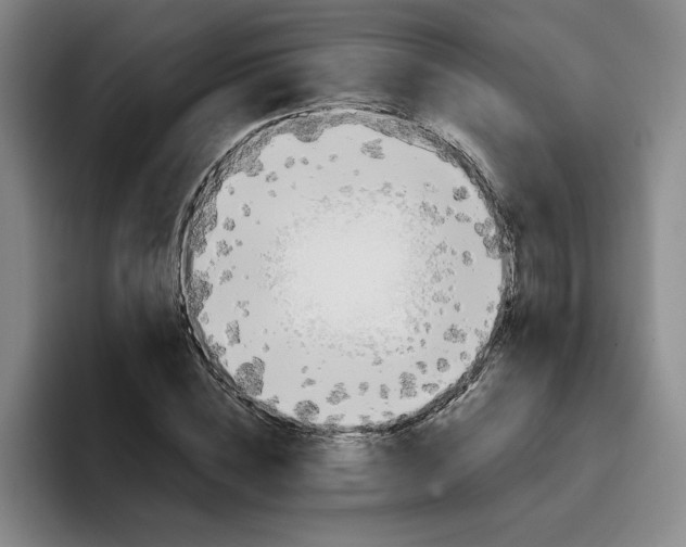 X0000096150828200802151352