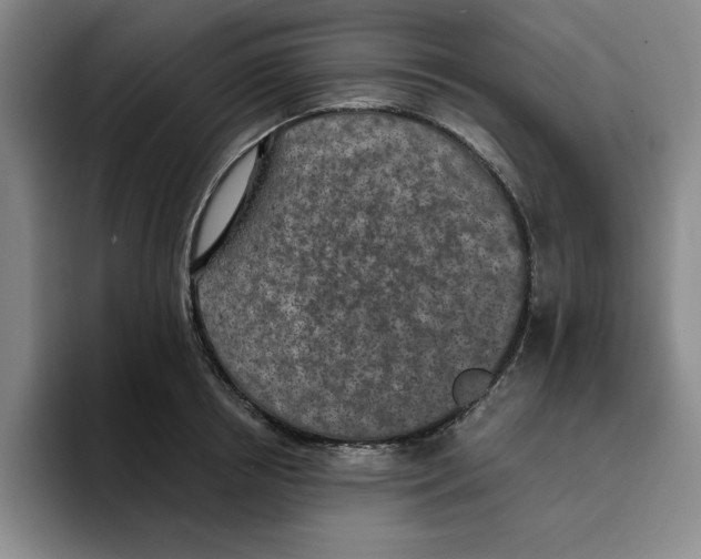 X0000096150850200802151353