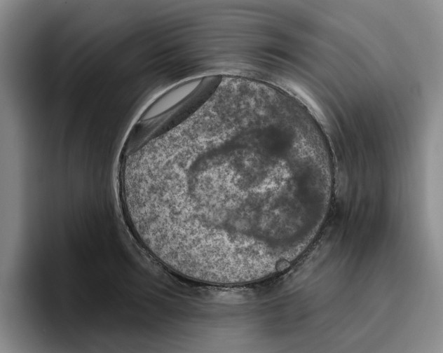 X0000096150899200802151352